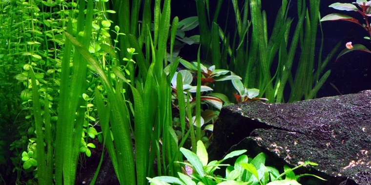 Vallisneria americana (Eelgrass)